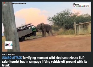 トラックのボンネット部分を鼻で持ち上げたゾウ（『The Sun　「JUMBO ATTACK Terrifying moment wild elephant tries to FLIP safari tourist bus in rampage lifting vehicle off ground with its trunk」（Credit: IRSA）』より）