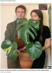 イギリス在住のあるカップルはホームセンターで約1800円の植物を購入した。2022年に、それが50倍の約94000円で販売できる珍しい植物であることが判明したという（『The Sun　「MONEY GROWS ON TREES I bought a B＆Q plant for just ￡12 - its leaves are worth ￡170 EACH after we realised it was actually a rare shrub」（Credit: Harry Langstaff）』より）
