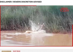 インド東部オディシャ州で2023年8月、川で沐浴をしていた女性がワニに襲われて死亡した。ワニは女性を濁った水面に何度も叩きつけていた（『India Today　「Caught on camera: Crocodile drags Odisha woman into river, kills her」』より）