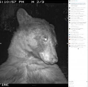 米コロラド州ボルダーに生息するクマが2022年11月、トレイルカメラを偶然発見。400枚もの自撮り写真を撮っていたことが明らかになった（『Open Space and Mountain Parks　Instagram「This bear discovered the ranger’s wildlife camera Wednesday night.」』より）