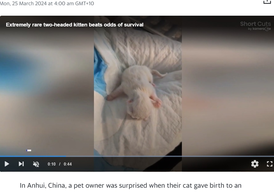 中国東部安徽省で今月17日、2つの顔を持つ真っ白な“ヤヌスネコ”が誕生した。ヤヌスとはローマ神話の双面神にちなんでおり、母ネコは育児に全く興味を示さなかったという（『Yahoo News UK　「Extremely rare two-headed kitten beats odds of survival」』より）