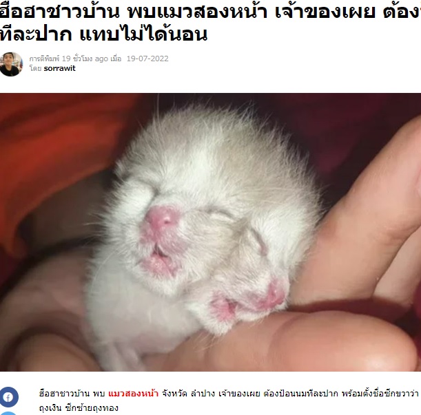 2022年7月、タイで誕生した“ヤヌスネコ”。2つの口でミルクを飲み始めるなど強い生命力を見せていたが、生後4日目に亡くなった（『Thaiger　「ข่าวฮือฮาชาวบ้าน พบแมวสองหน้า เจ้าของเผย ต้องป้อนนมทีละปาก แทบไม่ได้นอน」』より）