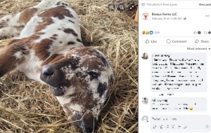 母牛に分娩の兆候が見られたのは2月27日のことで、農場主が翌朝、母牛の様子を確認しにいったところ、2つの顔を持つ雌の子牛が誕生していた（『Breaux Farms LLC　Facebook「We wanted to share this unique story with our family and friends.」』より）