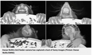 給餌器が高い位置に設置されていたためか、アライグマは両手で容器の縁を掴んでぶら下がるような姿勢だった。そのせいか愉快な表情を多く見せていた（『Metro　「Bird feeder cam captures hilarious pictures of animals enjoying midnight feast」（Picture: Danae Wolfe/SWNS）』より）