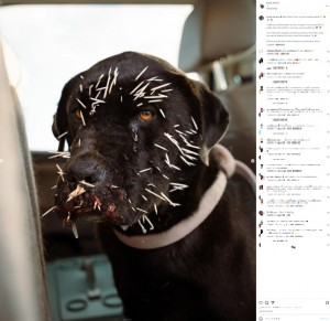 昨年12月中旬、ブレイディさんのもとに「ヤマアラシの針毛が顔に刺さった犬が放置されている。かなり苦しそうだ」との連絡が入り、保護したトゥルーパー（『Brady Oliveira　Instagram「Who doesn’t love a good transformation!??」』より）