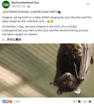 【海外発！Breaking News】希少なコウモリがぶら下がりながら出産　珍しい瞬間をカメラが捉えた（英）＜動画あり＞