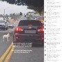 【海外発！Breaking News】道路に捨てられた犬　飼い主の車に飛びつき、必死に追う姿に涙と怒り（米）＜動画あり＞