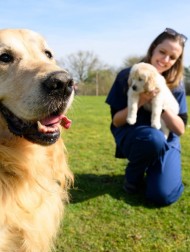 【海外発！Breaking News】323匹の父になった9歳のゴールデン・レトリバー、盲導犬繁殖から引退で「誇り」「幸せに」の声（英）＜動画あり＞