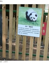 【海外発！Breaking News】中国の動物園、集客のためチャウチャウを染め“パンダ犬”にして物議＜動画あり＞