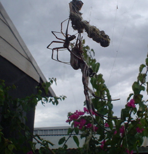 【海外仰天ニュース】豪発、巨大蜘蛛が大きな鳥にガブリ！