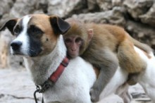 【海外仰天ニュース】中国発、とても珍しい“犬猿の仲”良し写真！