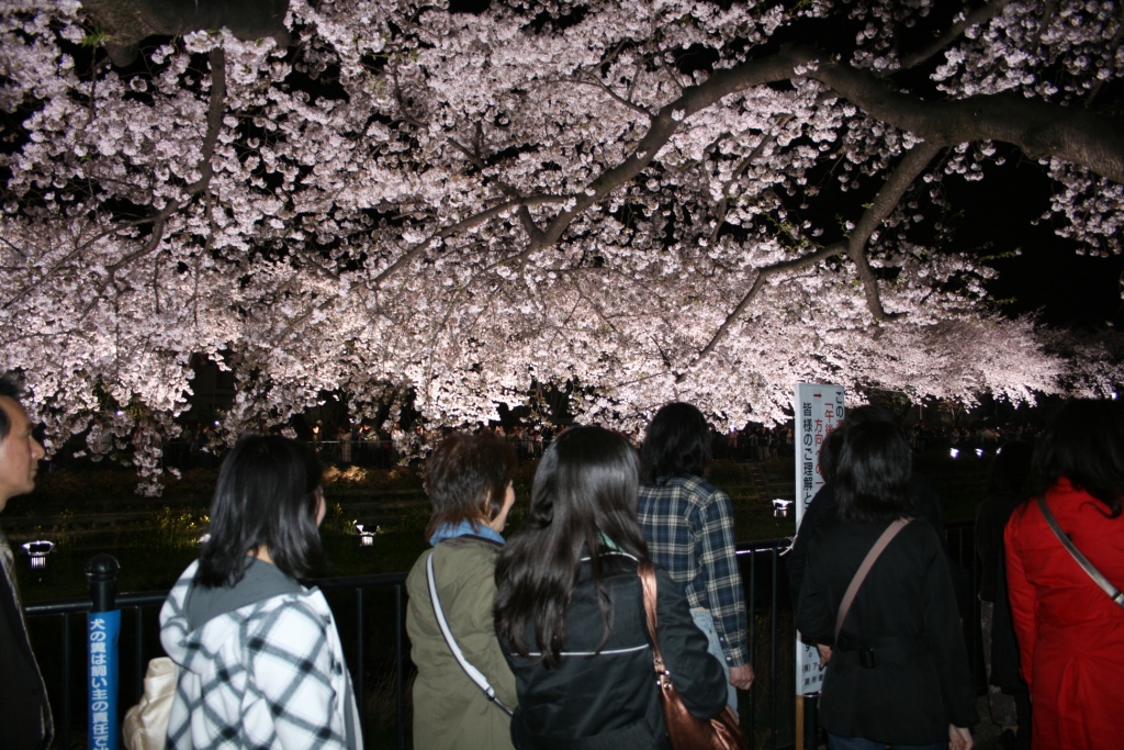 年１回、照明のプロが贈る桜のライトアップ実施～東京・野川