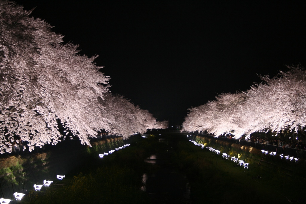 年１回、照明のプロが贈る桜のライトアップ実施～東京・野川