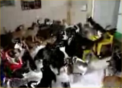 【海外仰天ニュース】ルーマニア発、自宅で亡くなった女性、飼い猫20匹に食べられる！！