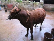 【海外仰天ニュース】中国発、まるで危機感ナシ！6本足の奇形牛を高値で販売。