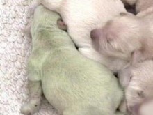 【速報】仰天ニュース、緑色の仔犬が生まれた！