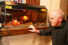 【海外仰天ニュース】オーストラリア発、腹を上にして4年も生きる金魚。