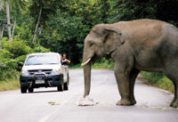 【アジア発！Breaking News】性格が変化！？道路に出現する象たち（タイ）